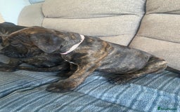 Mixed Breed dogs for sale: Old tyme bulldog in Shotts - Image 7