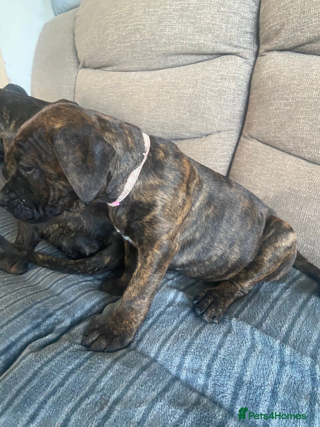 Mixed Breed dogs for sale: Old tyme bulldog in Shotts - Image 7