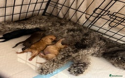 Toy Poodle dogs for sale: Adorable Toy Poodle Puppies  - Image 9