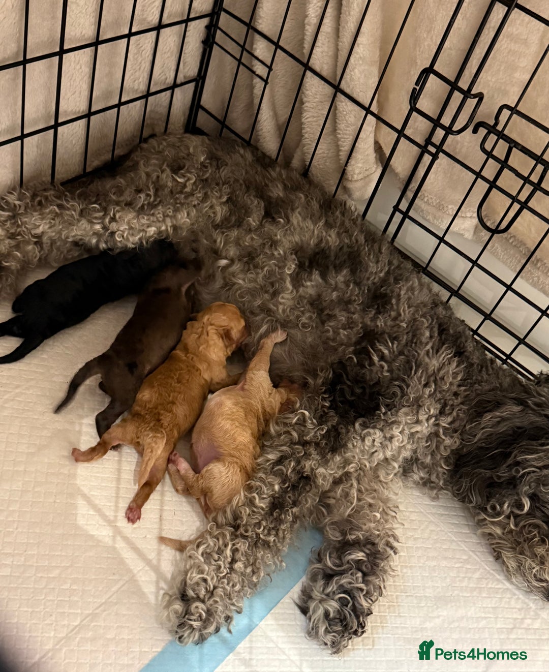 Toy Poodle dogs for sale: Adorable Toy Poodle Puppies  - Image 9