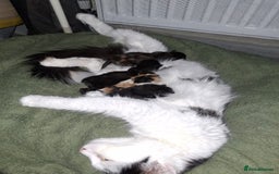 Mixed Breed cats for sale: 4 fluffy kittens for sale - Image 1