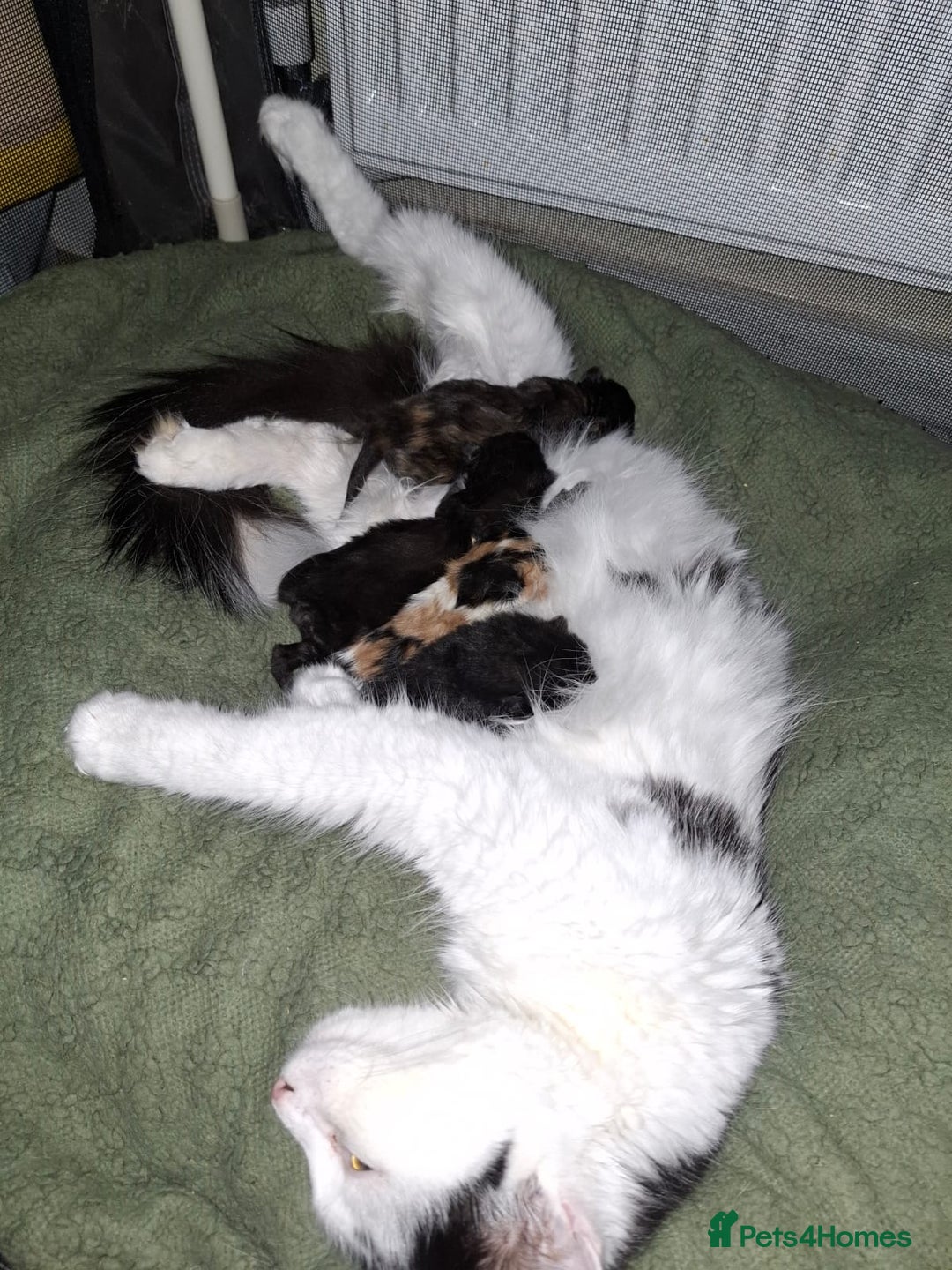 Mixed Breed cats for sale: 4 fluffy kittens for sale - Image 1