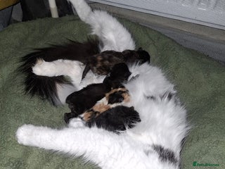 Mixed Breed cats - Advert 3