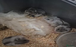 Hamster rodents for sale: Russian hamsters babies  - Advert 9