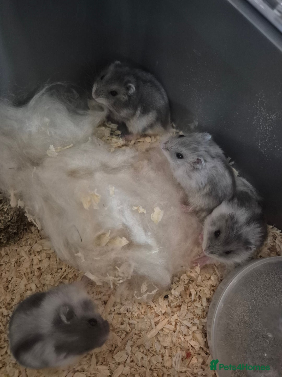 Hamster rodents for sale: Russian hamsters babies  - Advert 9