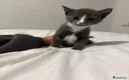British Shorthair cats for sale: Grey kittens  - Image 9