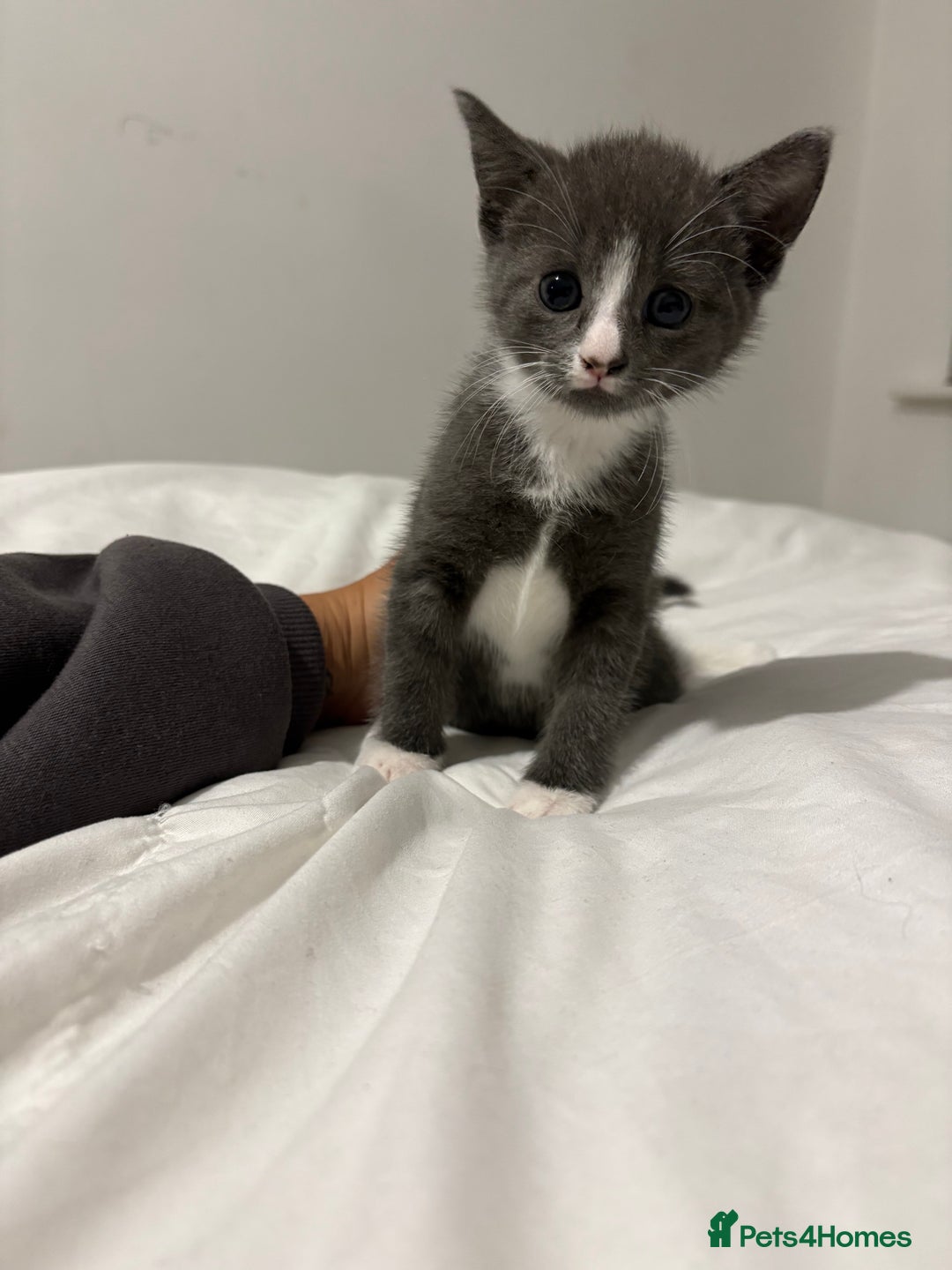 British Shorthair cats for sale: Grey kittens  - Image 9