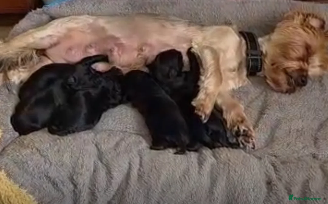 Yorkiepoo dogs for sale: Beautiful Toy Yorkiepoo Puppies Ready from 8th May in Harrow - Advert 2