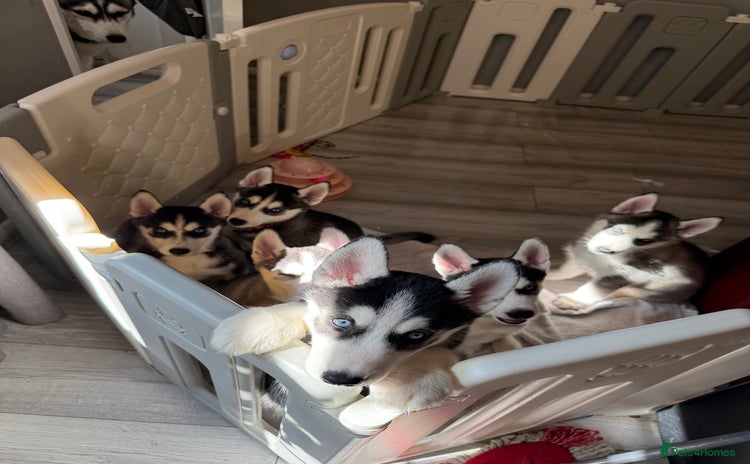 Siberian Husky dogs - Advert 1
