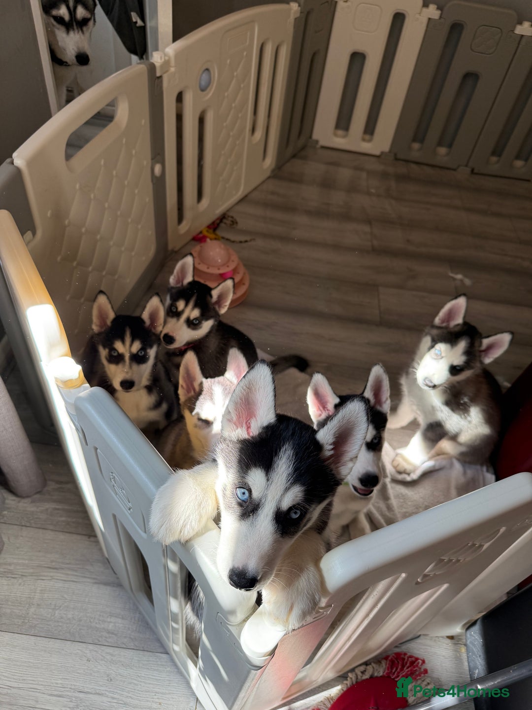 Siberian Husky dogs for sale: Beautiful loving Blue Eyed Siberian Husky’s - Image 7