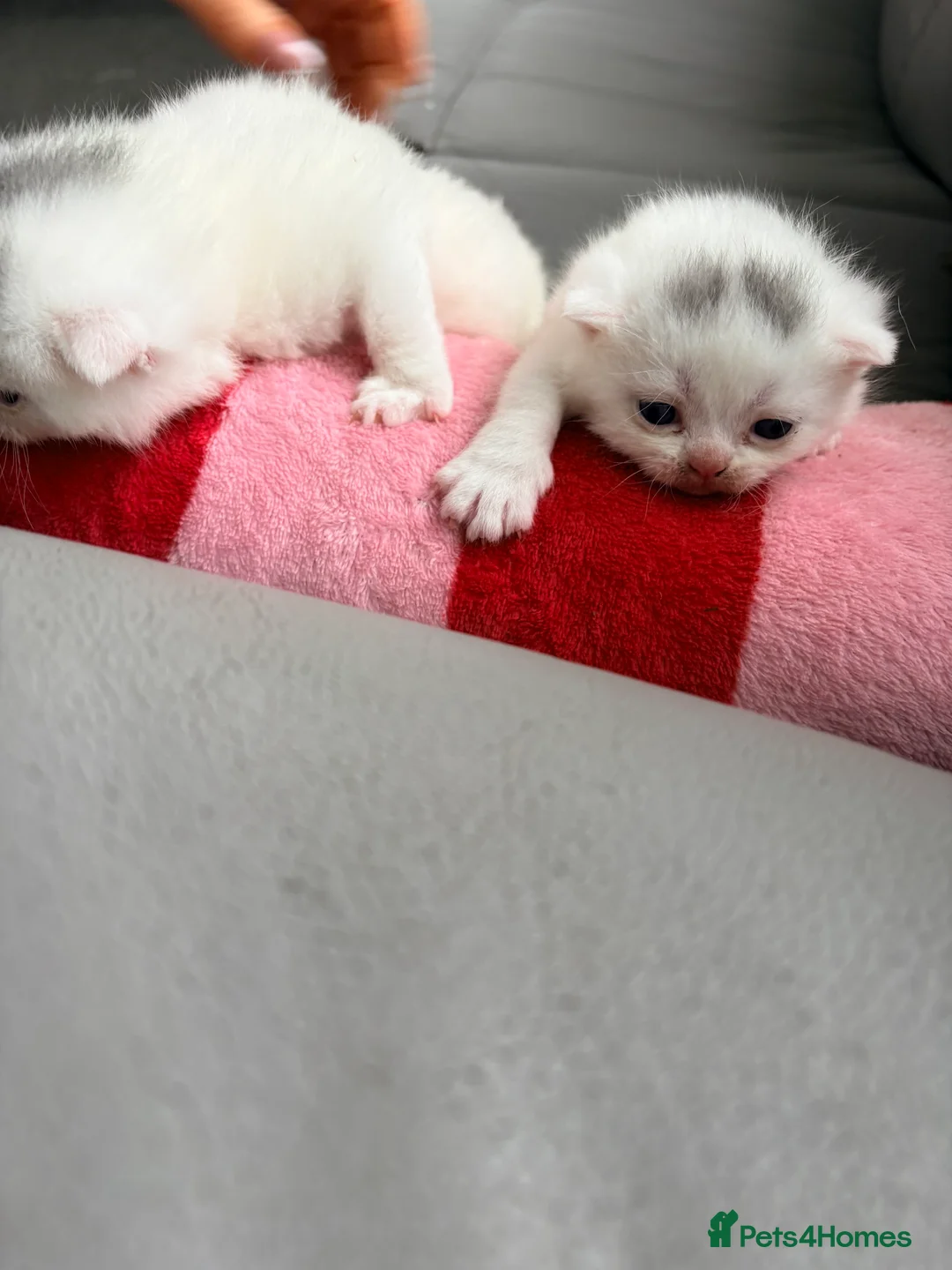 Scottish Fold cats for sale: Scottish fold kittens  - Advert 4