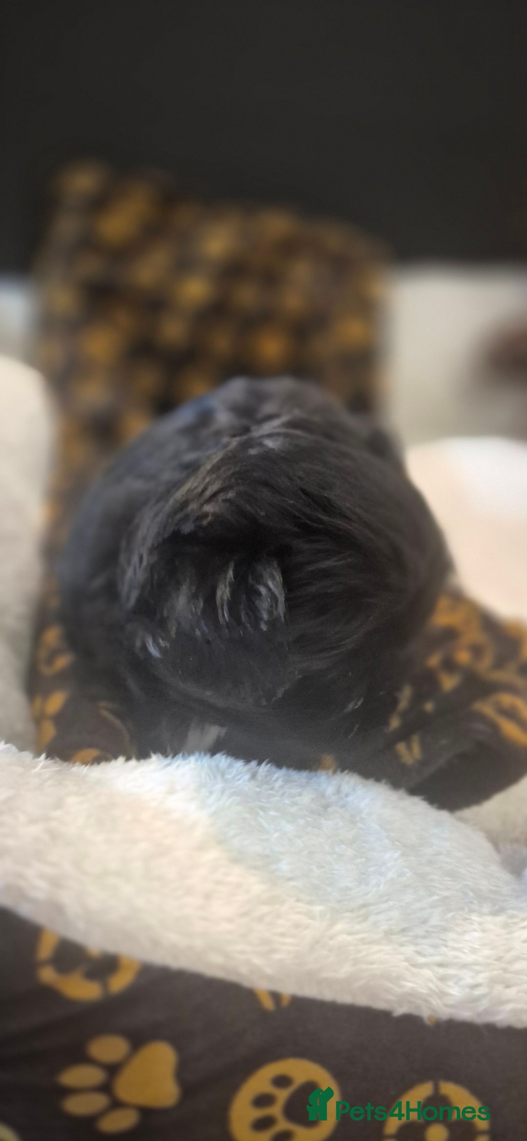 Biewer Terrier dogs for sale: Beautiful Biewer Yorkshire terriers Puppies  - Advert 20