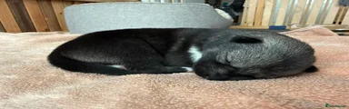Pink Collar Girl