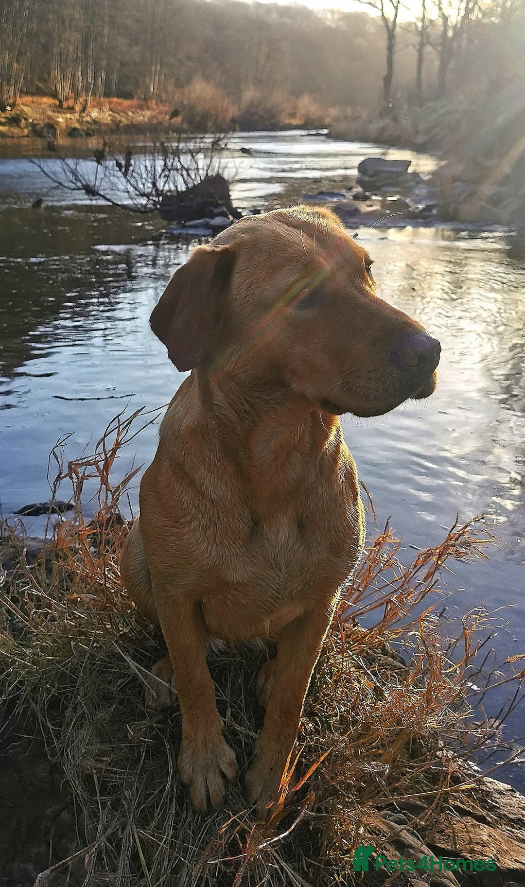 Labrador Retriever dogs for sale: Red lab dog pups from working stock  in Alston - Advert 1