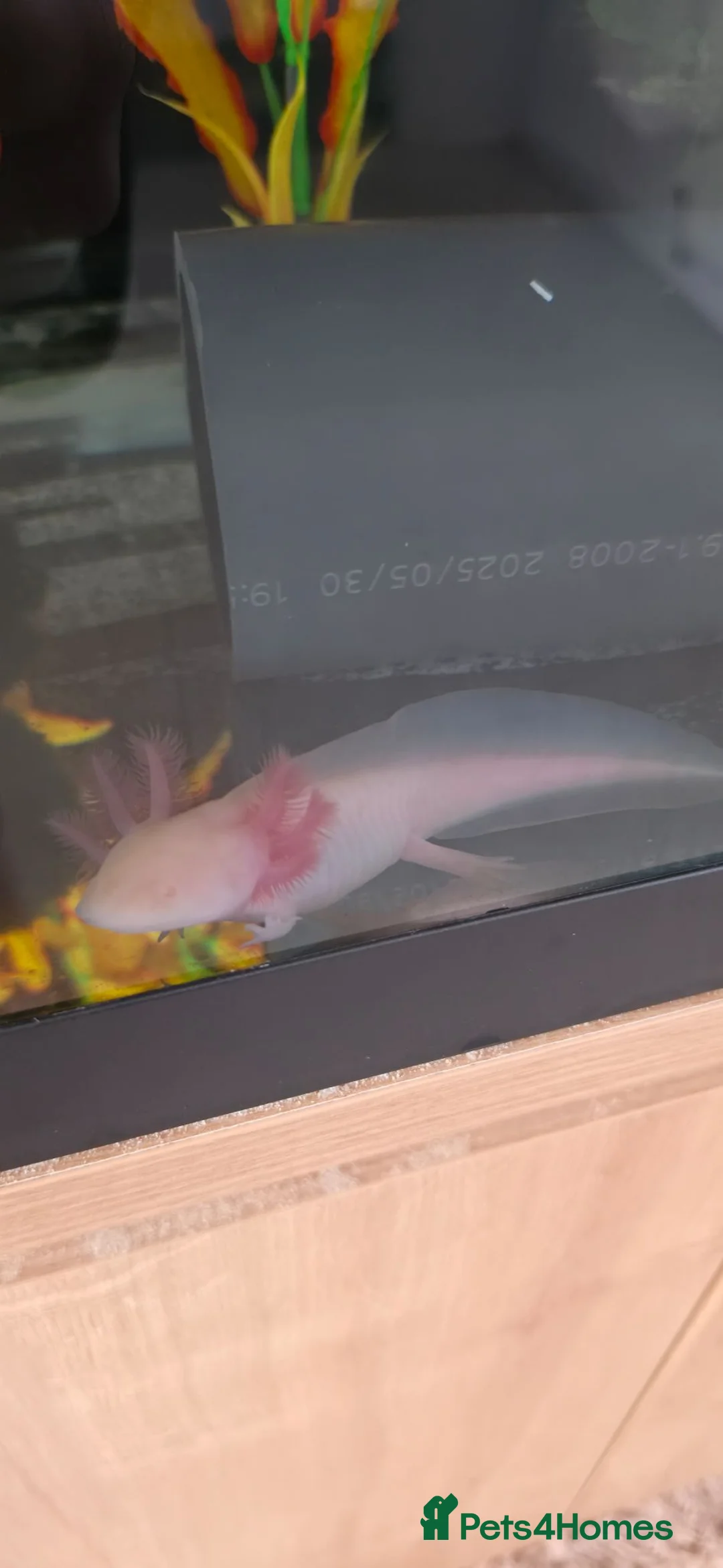 Axolotl reptiles for sale: Golden Albino Axolotl  - Advert 2