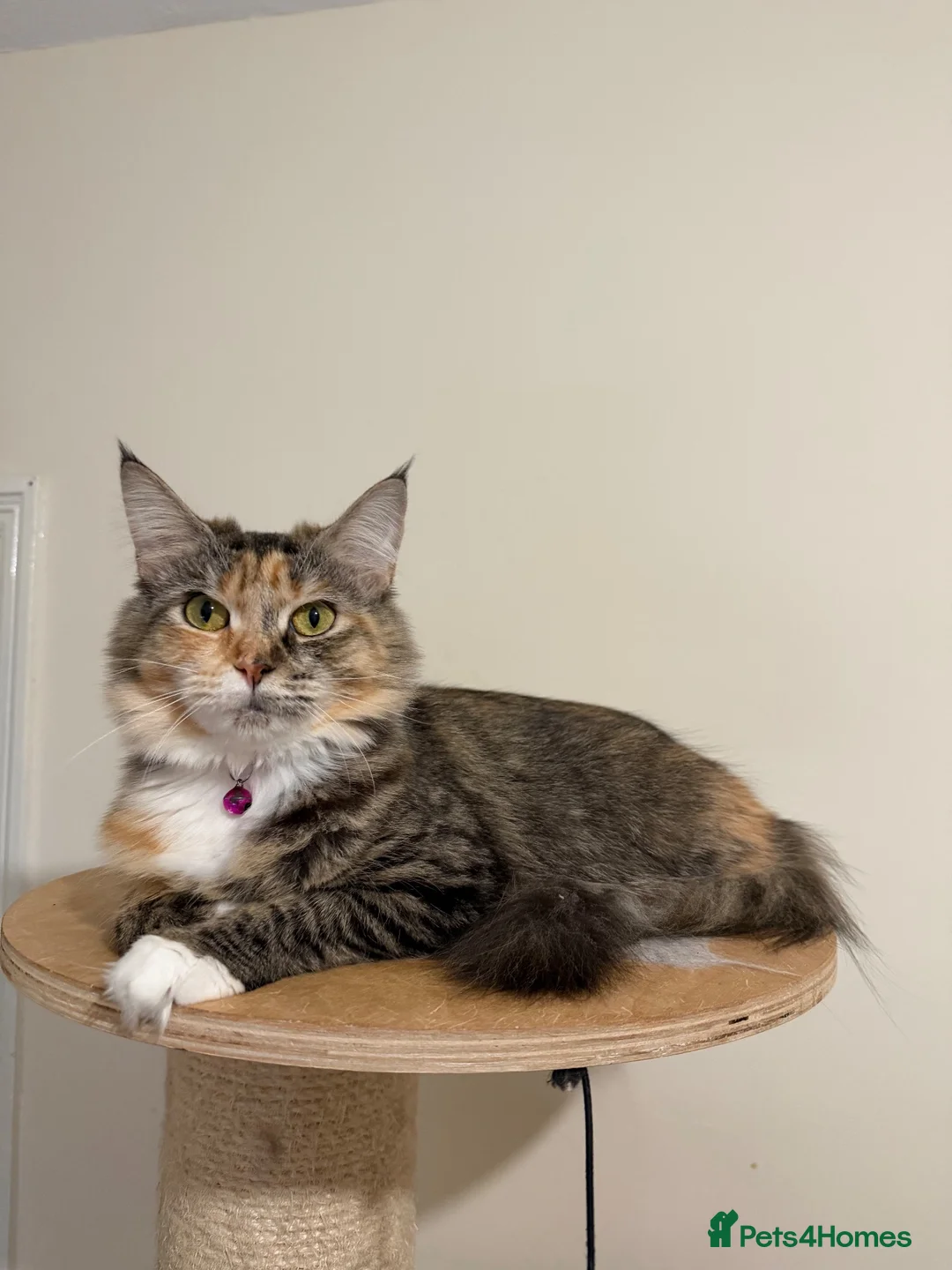 Mixed Breed cats for sale: Maincoon cross ragdoll  - Advert 1
