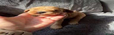 Cockapoo 3