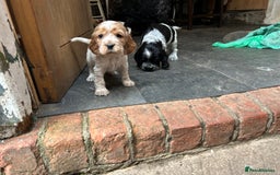 Cocker Spaniel dogs for sale: Cocker spaniel puppies  - Image 10