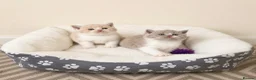 British Shorthair cats for sale: Exceptional quality British shorthair kittens  - Advert 5