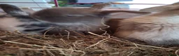 Mini Lop rabbits for sale: Baby mini lops 3 weeks old - Advert 8