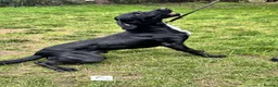 Springador dogs for sale: Drake - Fully Trained Pet Springador - Advert 2