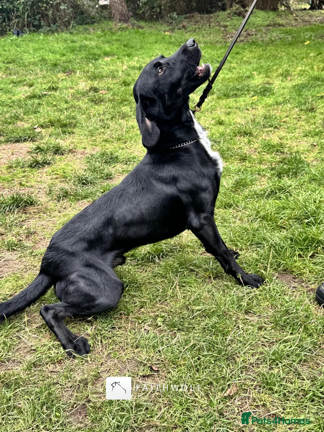 Springador dogs for sale: Drake - Fully Trained Pet Springador - Advert 2