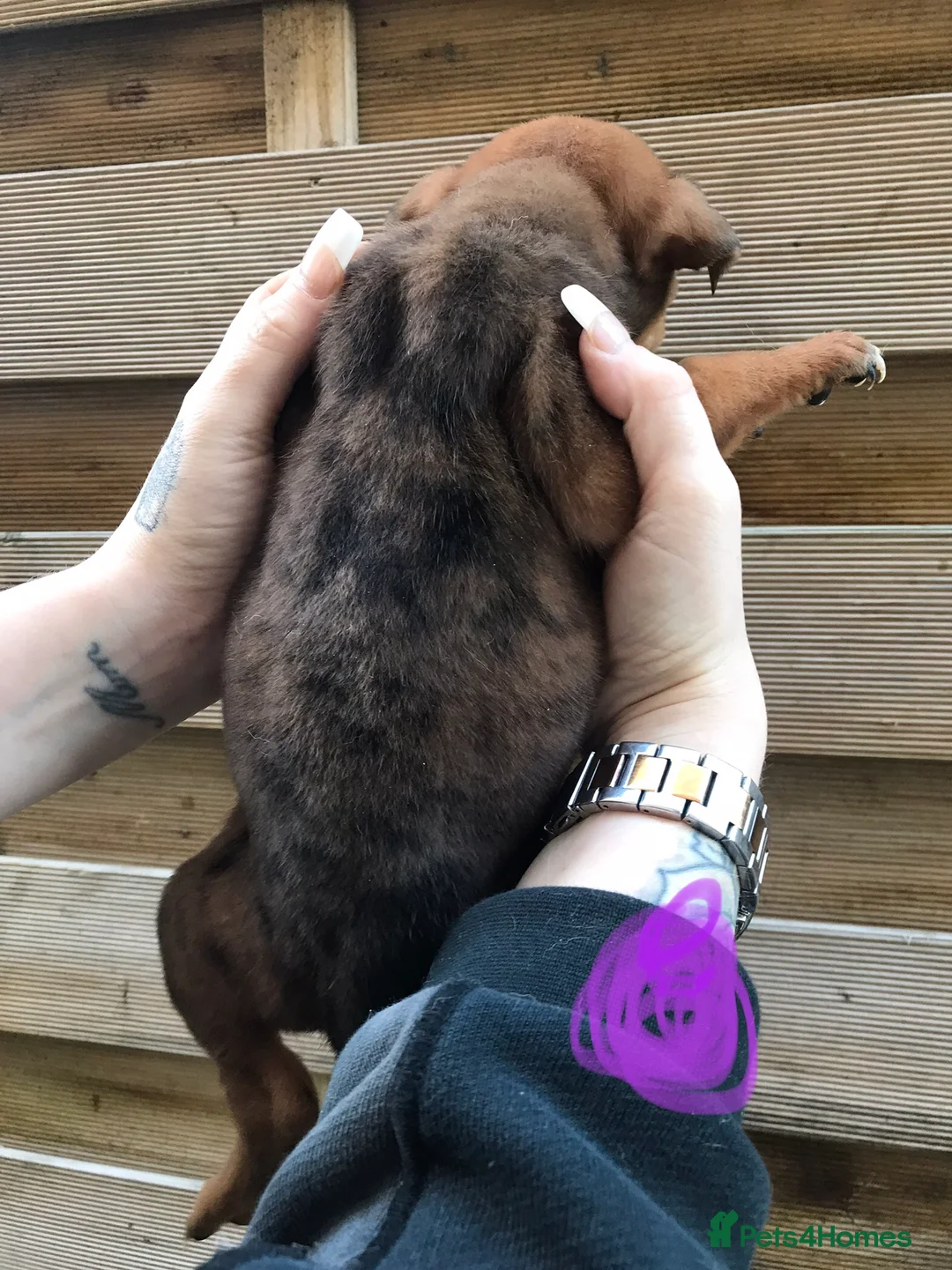 Mixed Breed dogs for sale: Bullweiller pups Merle  - Advert 7