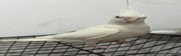 Cockatiels birds for sale:     2 Friendly Cockatiels – Male & Female in Wolverhampton - Advert 3