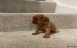 Cavalier King Charles Spaniel dogs for sale: Cavalier King Charles  - Image 37