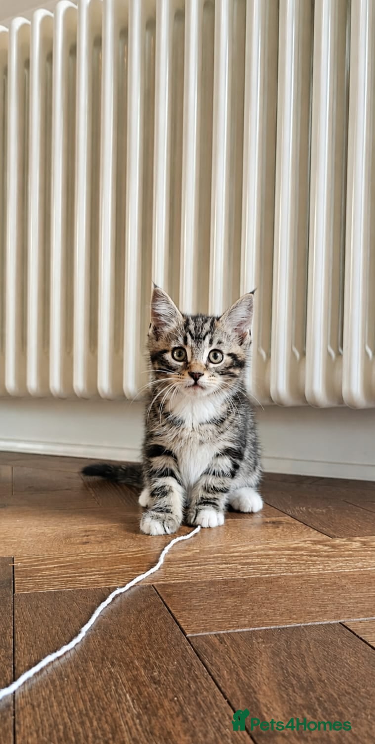 Maine Coon cats 8 Beautiful Maine Coon X kittens - Advert 18