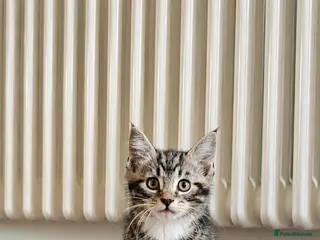 Maine Coon cats 8 Beautiful Maine Coon X kittens - Advert 18