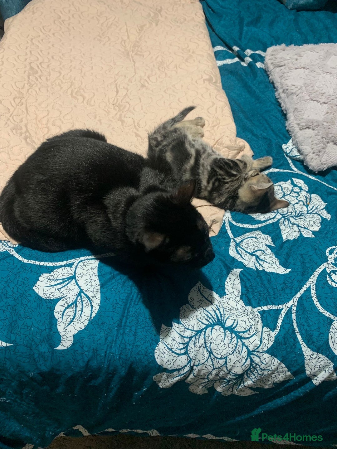 British Shorthair cats for sale: Tabby kitten  - Advert 1