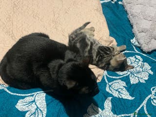 British Shorthair cats Tabby kitten - Advert 1