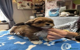 Lhasa Apso dogs for sale: Amazing Lhasa Apso pups - Image 22