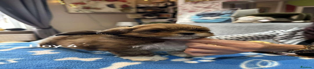 Lhasa Apso Puppy 1