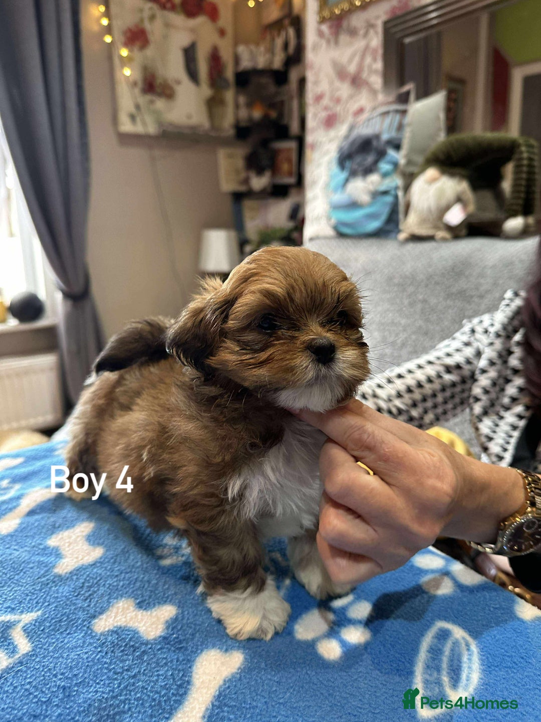 Lhasa Apso dogs for sale: Amazing Lhasa Apso pups - Image 22