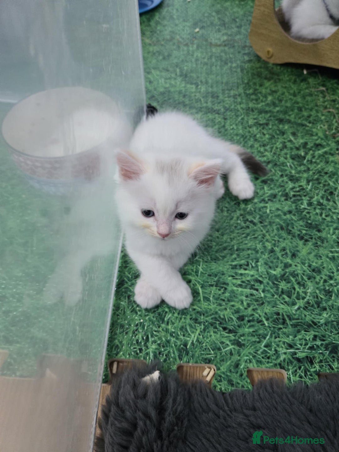 Ragdoll cats for sale: Pure ragdoll kittens for sale - Image 7