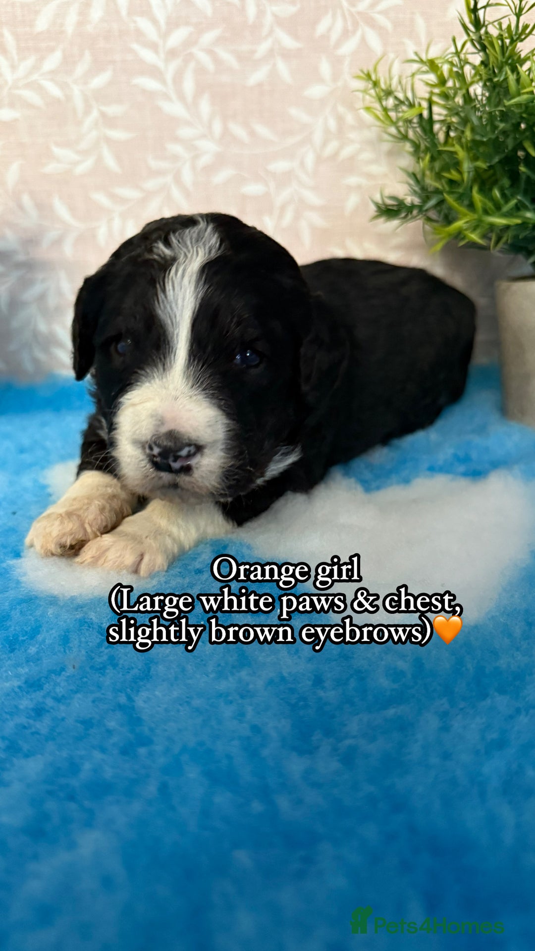 Bernedoodle dogs for sale: 💙Medium Sized Chunky Bernedoodles🩷 - Advert 7