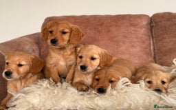 Golden Retriever dogs for sale: Beautiful KC working golden retriever puppies  - Image 7
