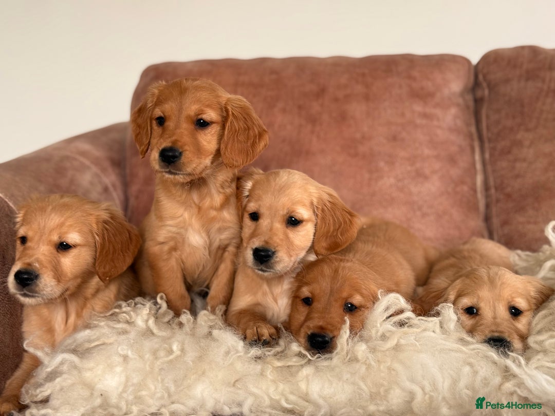 Golden Retriever dogs for sale: Beautiful KC working golden retriever puppies  - Image 7