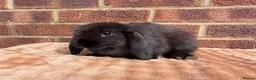 Mini Lop rabbits for sale: Two mini lop sisters available  - Advert 8