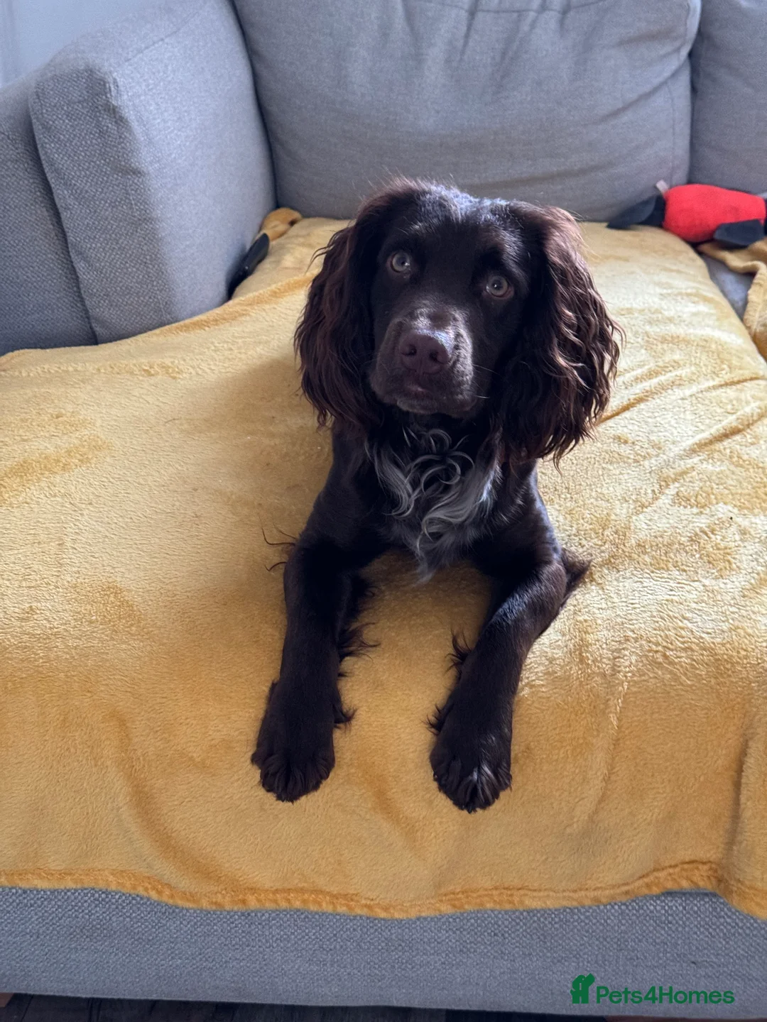 Cocker Spaniel dogs for stud: Working cocker for Stud *proven* in Penicuik - Advert 5