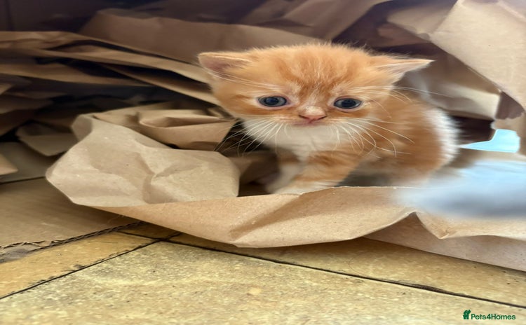 Persian cats - Advert 1