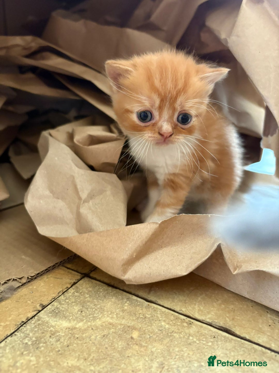 Persian cats for sale: Divine Persian X kittens..microchipoed - Image 2