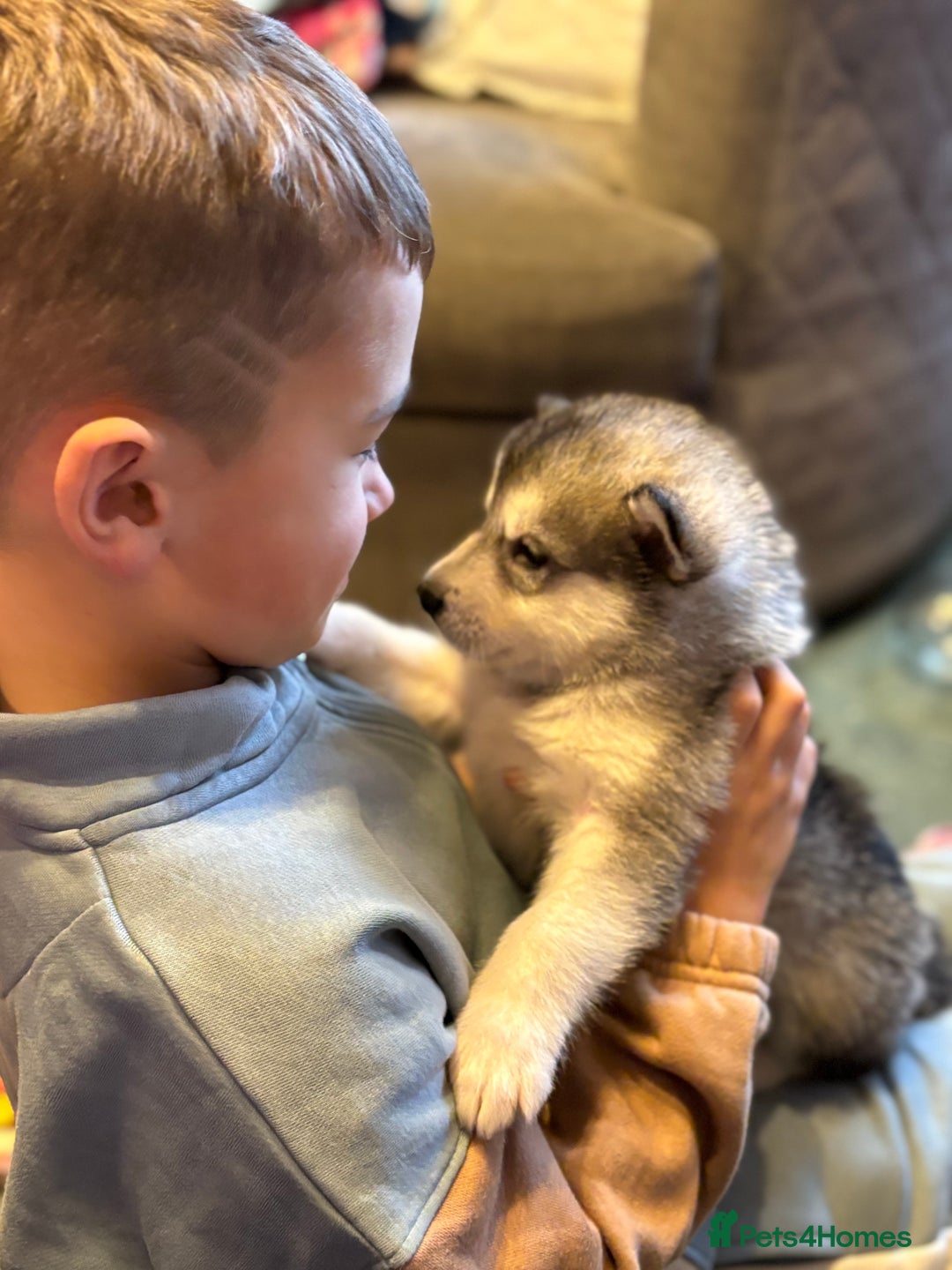 Alaskan Malamute dogs for sale: K.C registered Quality Alaskan Malamute puppies - Advert 8