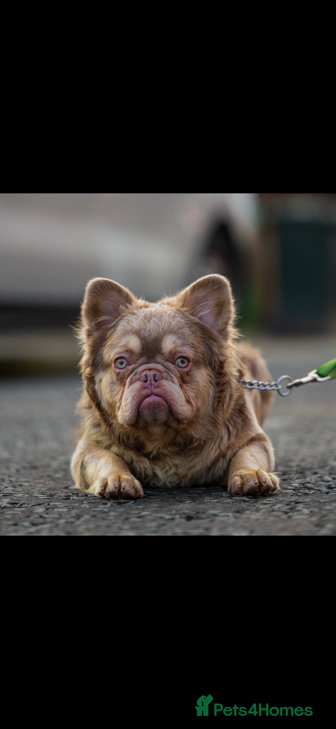 French Bulldog dogs for stud: Visual fluffy new shade boy Fluffiest in the UK  in Manchester - Advert 5