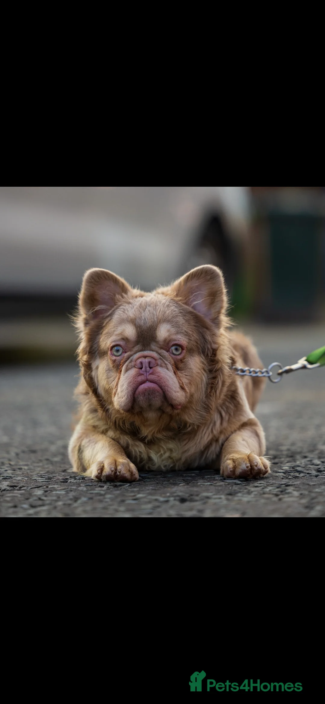 French Bulldog dogs for stud: Visual fluffy new shade boy Fluffiest in the UK  in Manchester - Advert 5