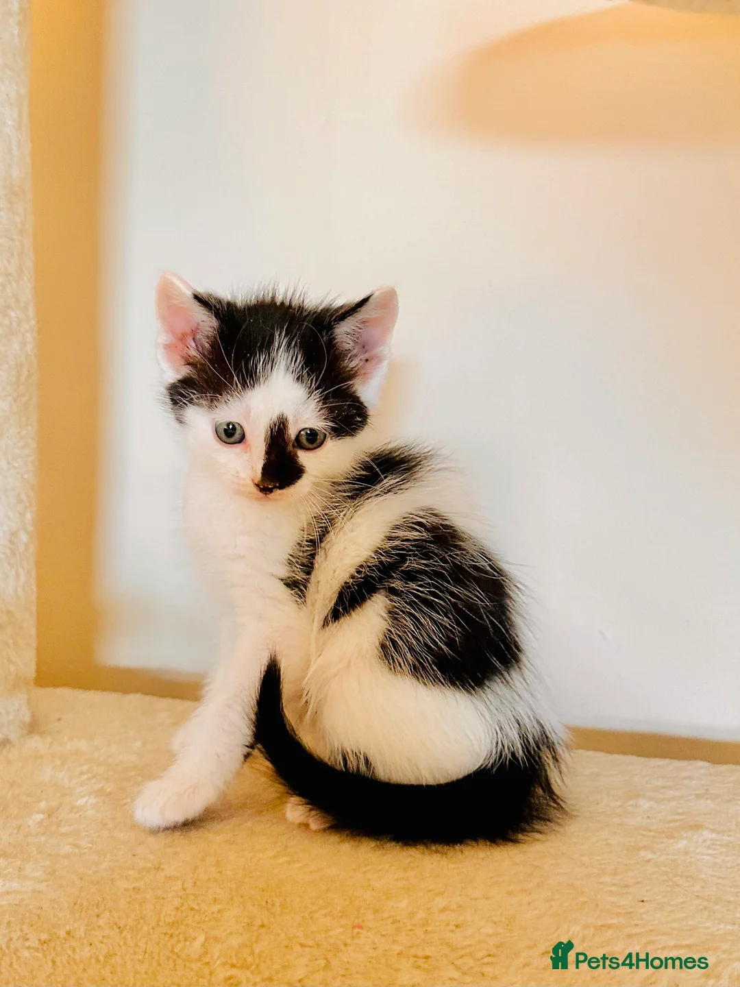 Domestic Shorthair cats for sale: 4 gorgeous kittens and mother - Advert 6