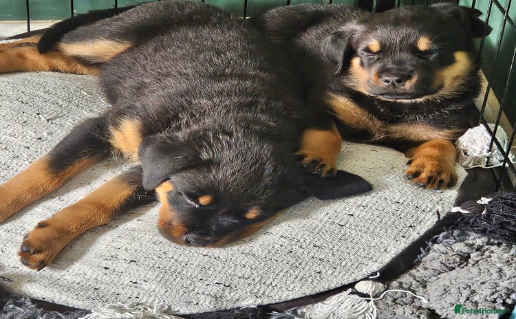 Rottweiler dogs - Advert 4