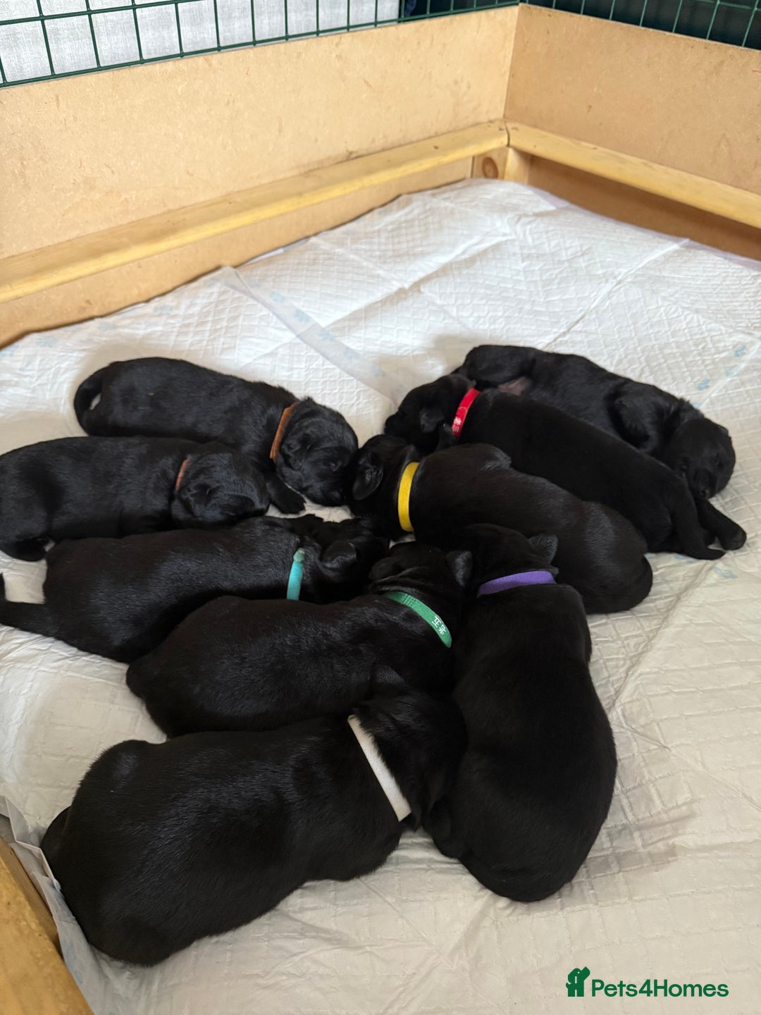 Labrador Retriever dogs for sale: Last 3 boy Labrador puppies for sale  - Image 6